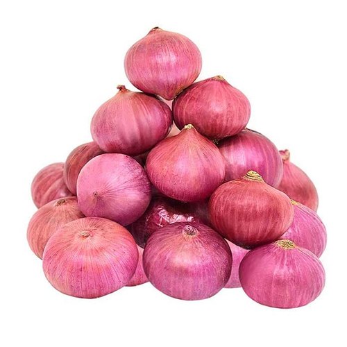 红洋葱 RED ONION  YangC