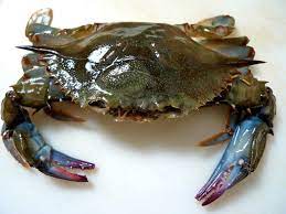 单饼软壳蟹 Retail 1X1kg/18pcs soft shell crabs ruankx