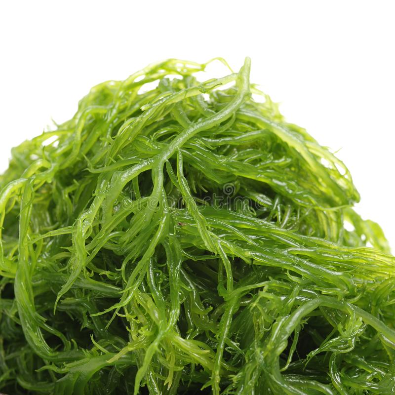 菜叶 TL SP GREEN CaiY